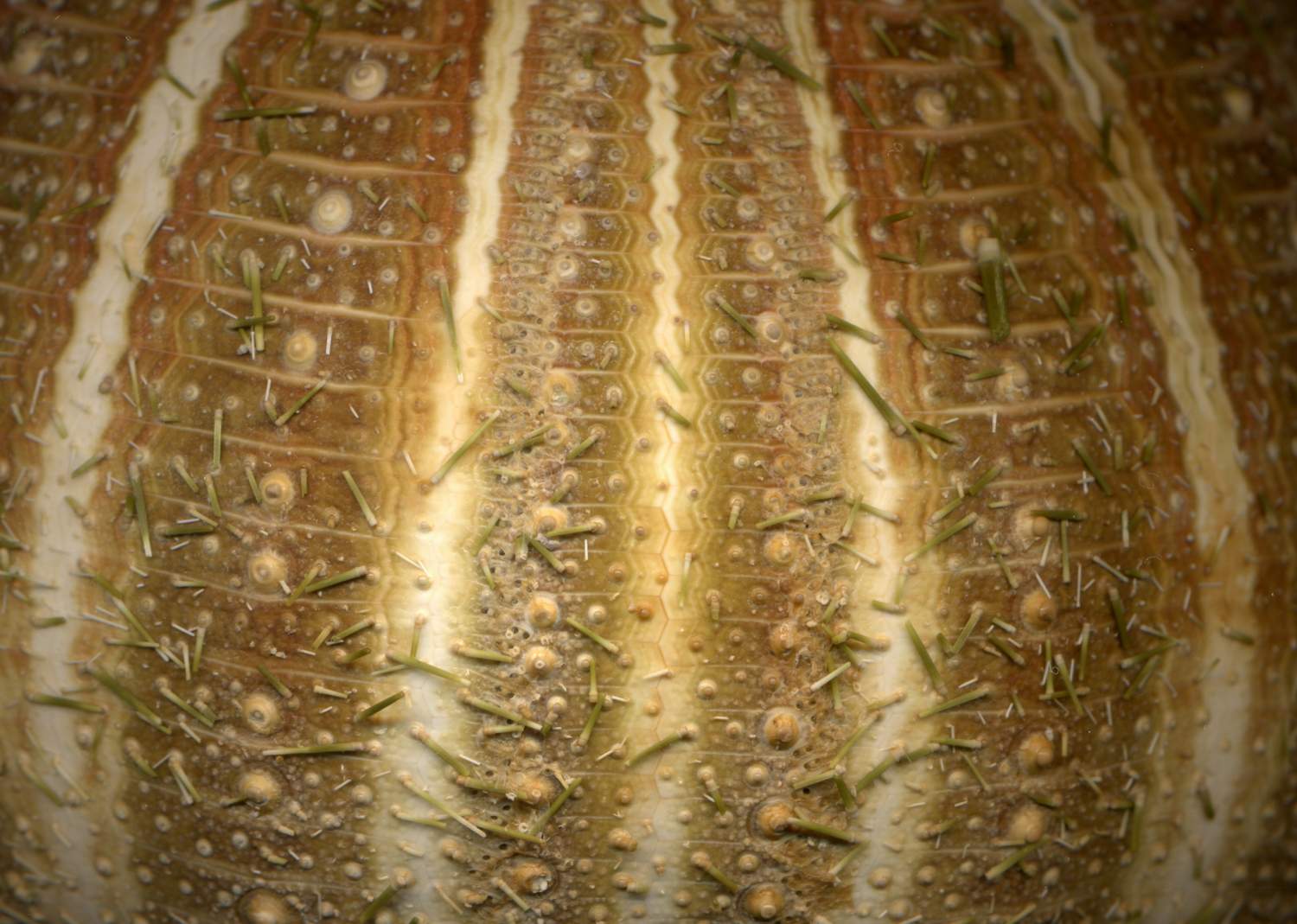 Confronto teche tra Echinus melo ed Gracilechinus acutus